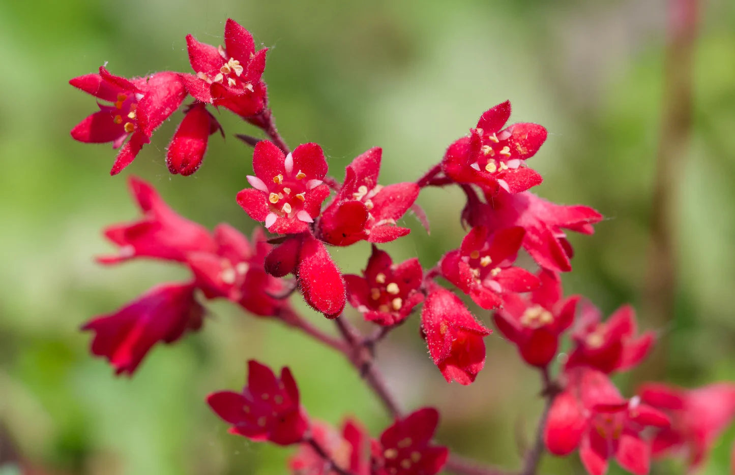 Pink Heuchera Seeds for Planting - Stunning Garden Perennials Heirloom Non-GMO Seeds