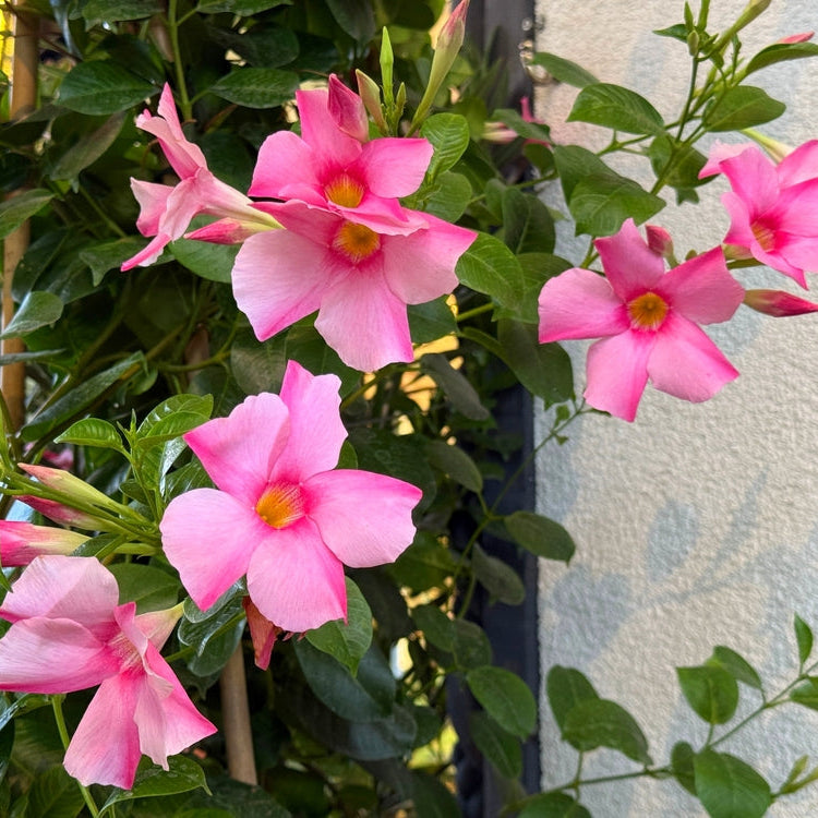 Light Pink Mandevilla Sanderi Flower Seeds for Planting Ideal for Home Garden GMO Free Seeds 
 
 Sale