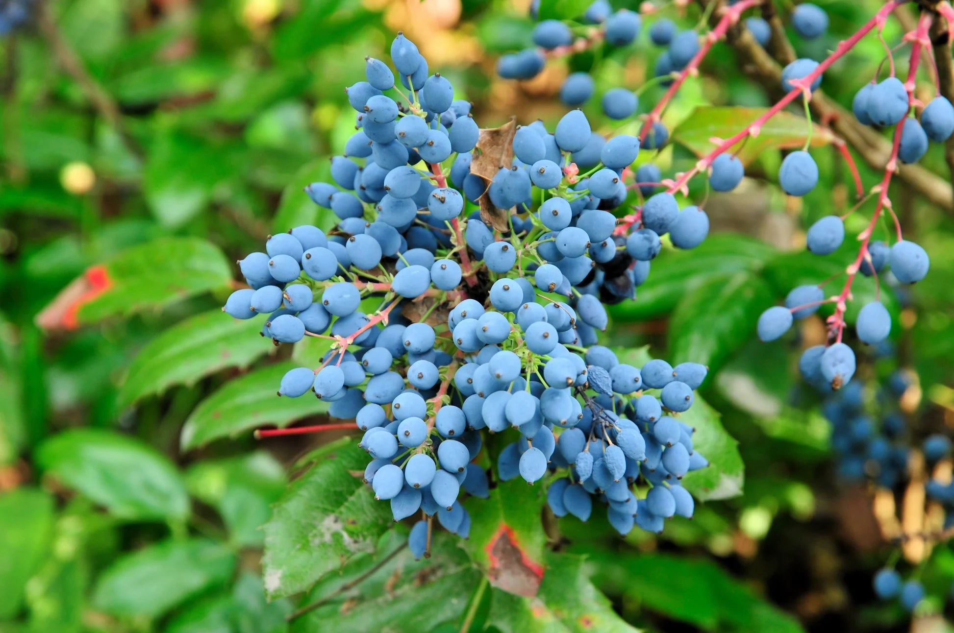 Oregon Grape Holly Fruit Vine (Mahonia aquifolium) Seeds Fruit Vine Seeds for Home Gardens, Trellises & Outdoor Growing