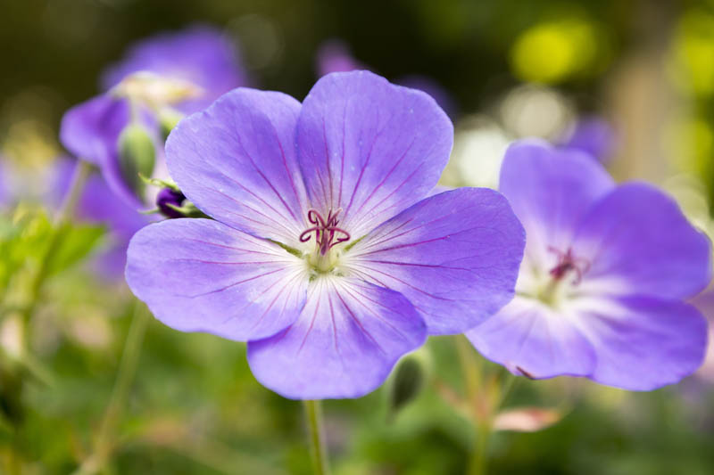 Geranium Rozanne Flower seeds for Planting - Cottage Garden Essential, Heirloom & GMO Free Seeds for Home Garden