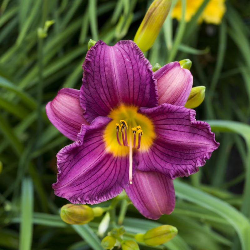 White Violet Hemerocallis Flower seeds for Planting - Compact Growth, Heirloom & GMO Free Seeds for Home Garden