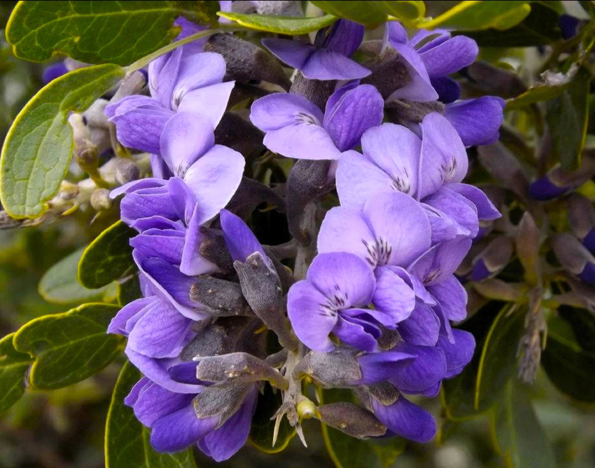 Purple Mescal Flower seeds for Planting - Compact Growth, Heirloom & GMO Free Seeds for Home Garden