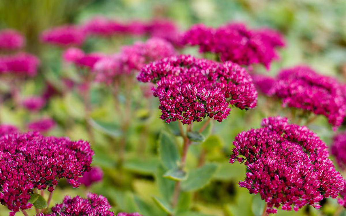 Sedum Flower seeds for Planting, Colorful Display Heirloom & GMO Free Seeds for Home Garden