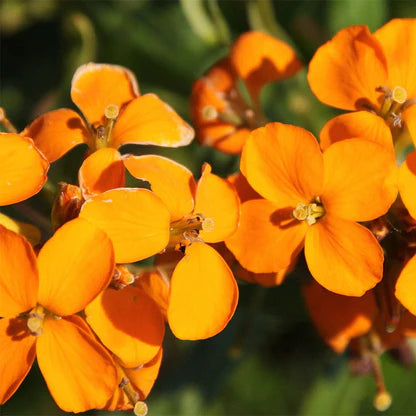 Orange Erysimum Aliionii Flower seeds for Planting - Premium Quality, Heirloom & GMO Free Seeds for Home Garden