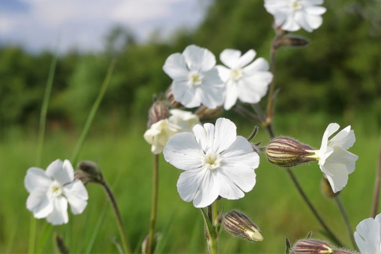 Campion Flower seeds for Planting - Wildflower Mix, Heirloom & GMO Free Seeds for Home Garden