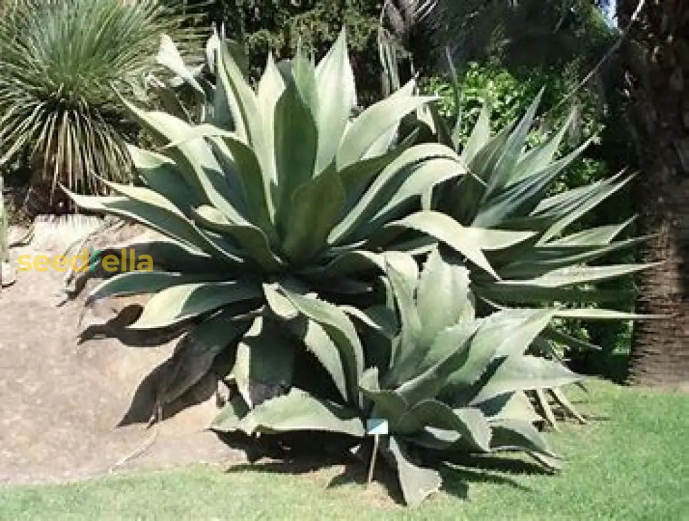 Silver Agave Salmiana Seeds For Planting Plant Seeds