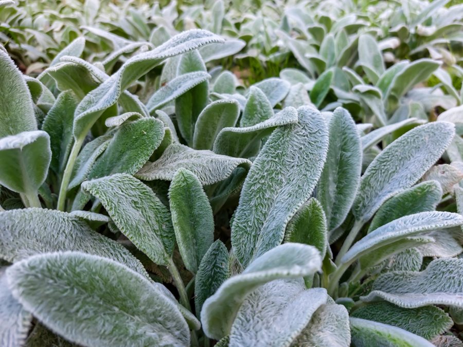 Gray Lambs Ear Flower seeds for Planting - Perfect for Borders, Heirloom & GMO Free Seeds for Home Garden