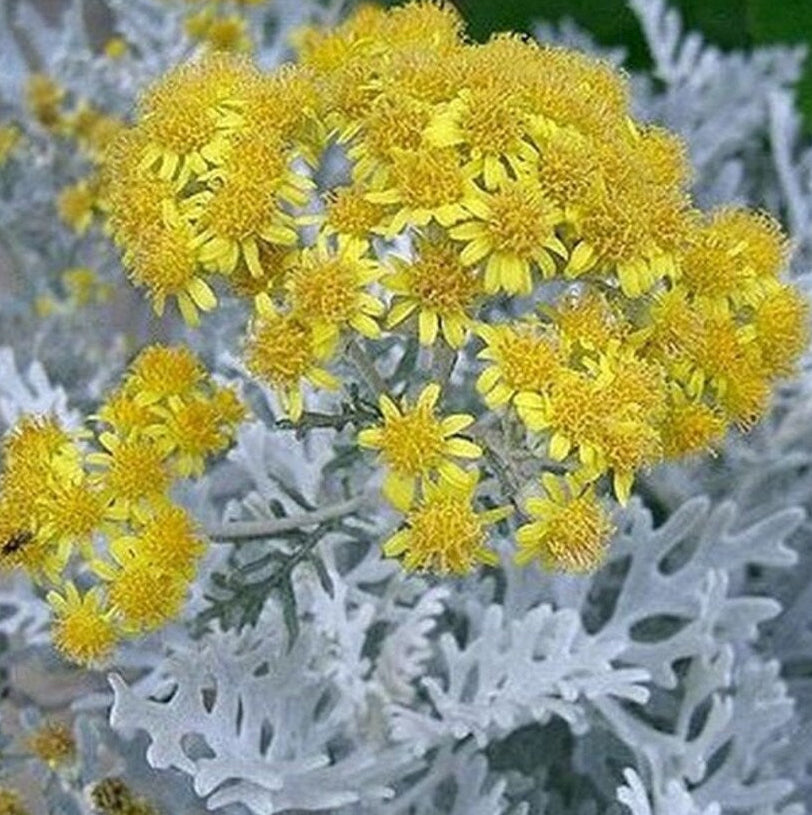 Organic Dusty Miller Plant Seeds – Silvery Leaves for Pots & Gardens