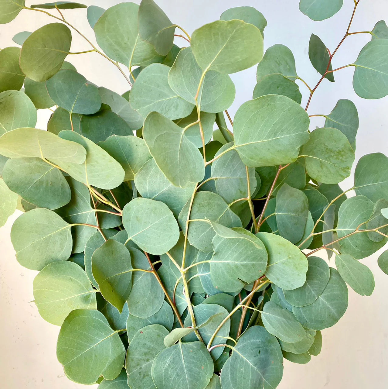 Mixed Eucalyptus Flower seeds for Planting - Vibrant Colors, Heirloom & GMO Free Seeds for Home Garden