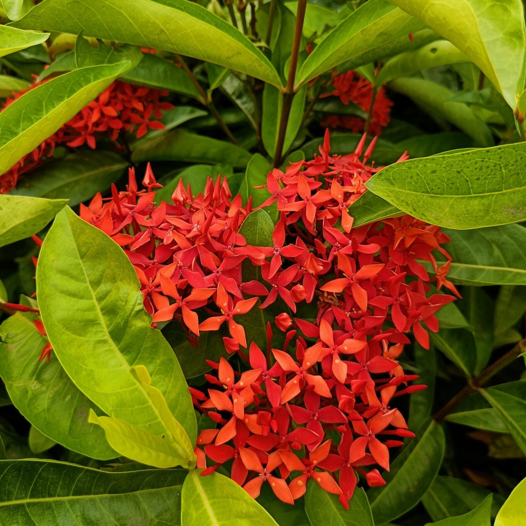 Ixora Flower seeds for Planting - Fragrant Blossoms, Heirloom & GMO Free Seeds for Home Garden