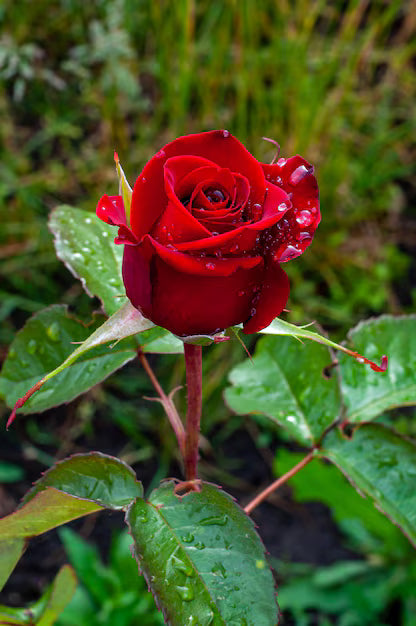 Red Green Rose Flower seeds for Planting - Shade Tolerant, Heirloom & GMO Free Seeds for Home Garden