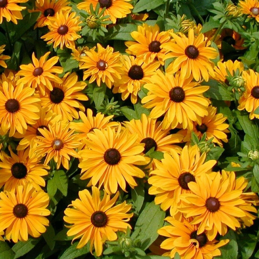 Heirloom Calendula Seeds – Orange-Yellow Flowers for Wellness Gardens