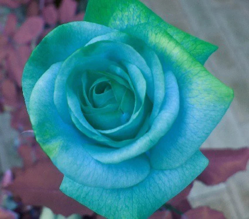 Sky Blue Green Rose Flower Seeds for Planting