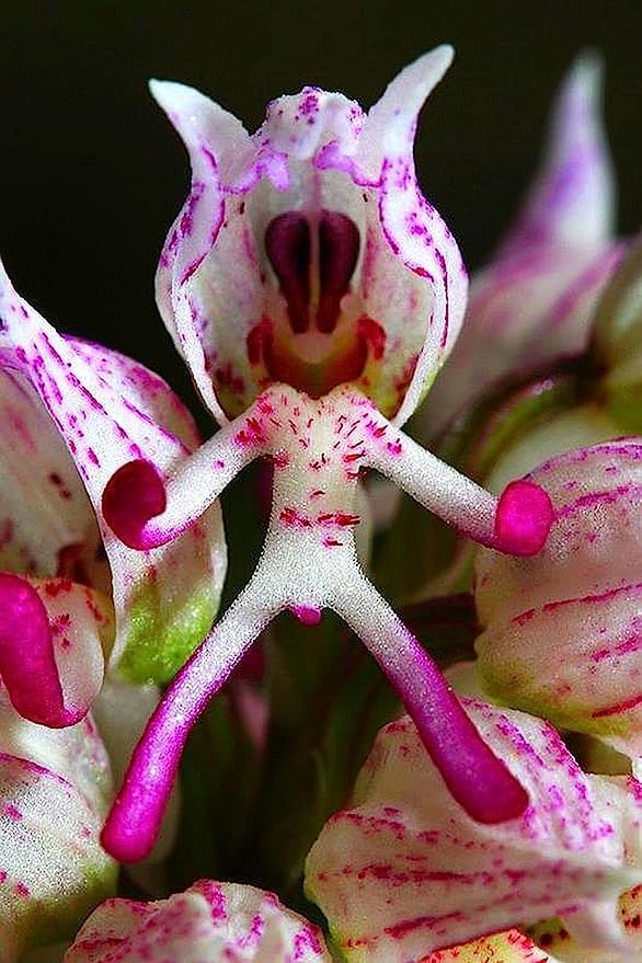 Slipper Orchid Seeds for Planting Premium Quality