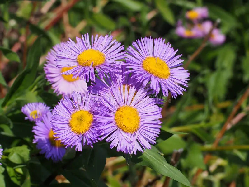 Lavender Erigeron Flower seeds for Planting - Drought Tolerant, Heirloom & GMO Free Seeds for Home Garden