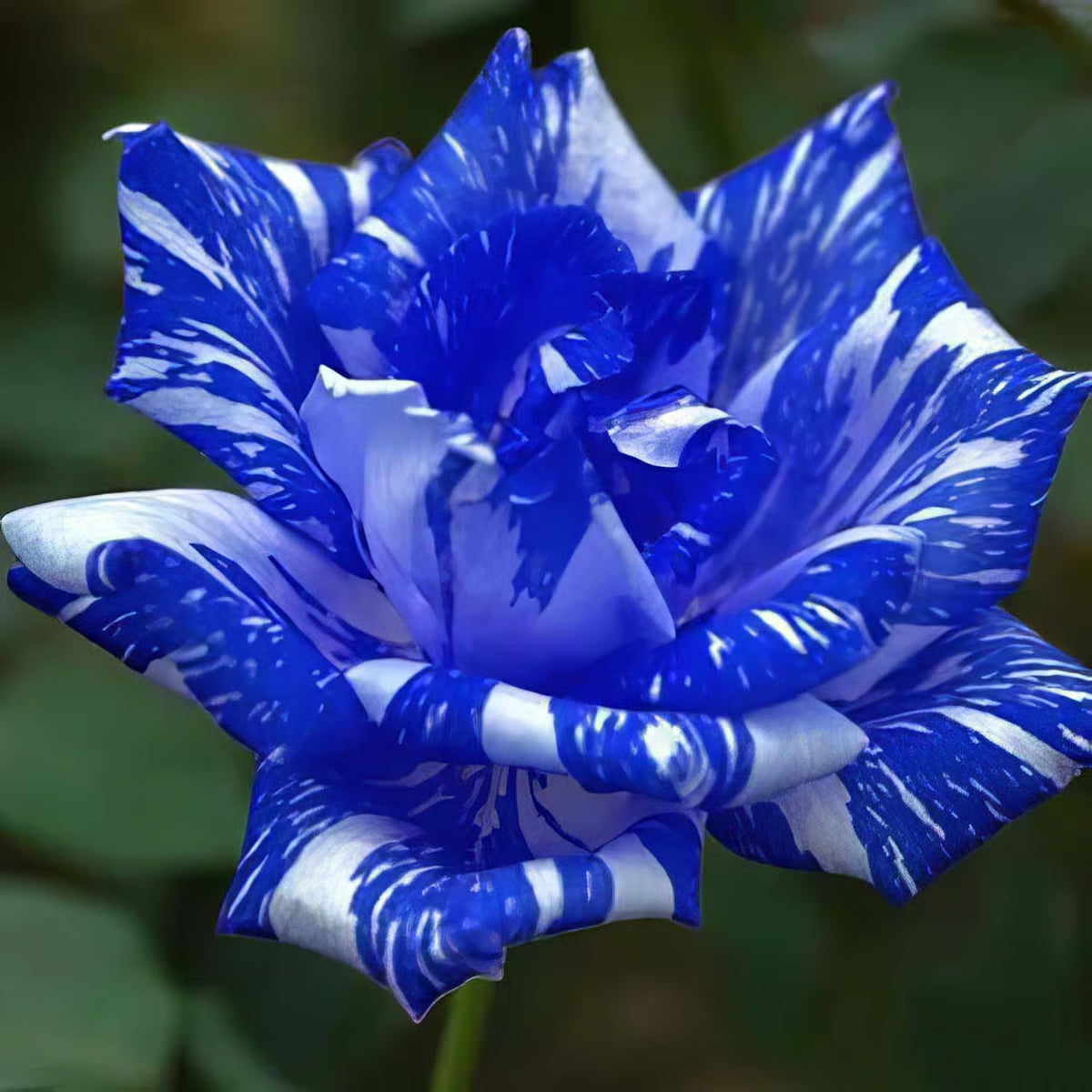 Blue and White Adenium Flower Seeds for Planting