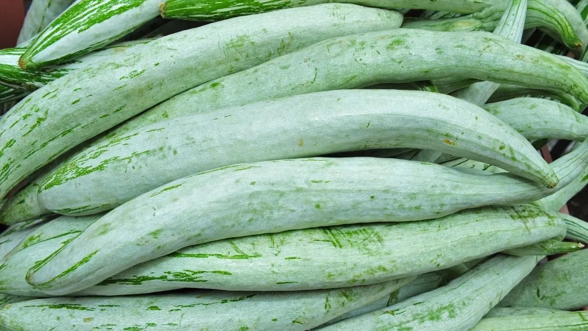 Healthy Snake Gourd plants growing in full sun