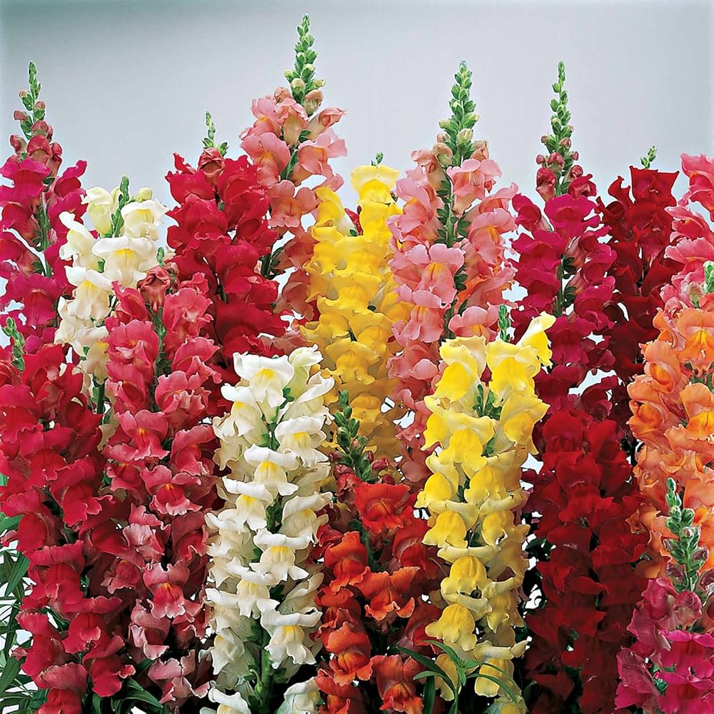 Mixed Snapdragon ‘Corona Mix’ Growing in Flower Bed