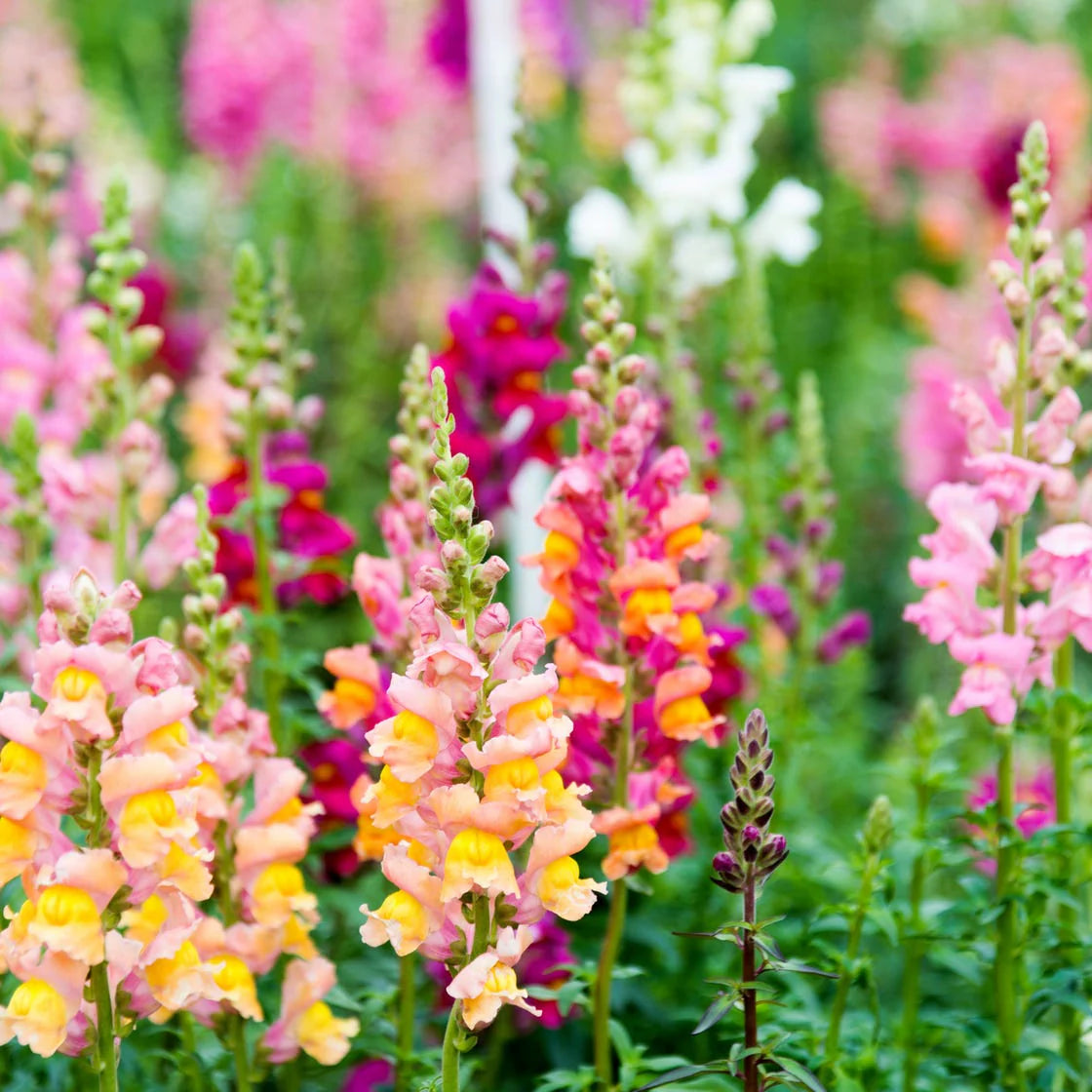 Snapdragon Flower Seeds for Planting  Colorful Annual & Biennial Garden Blooms - Evergrowseeds