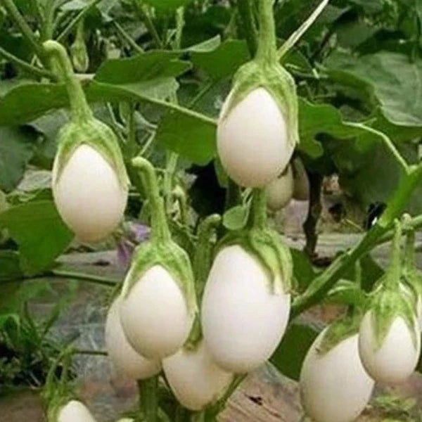White Eggplant Seeds for Vegetable Planting