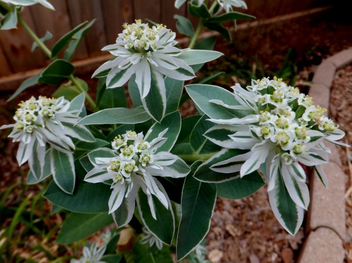 Green Snow on the Mountain Flower seeds for Planting - Long Bloom Season, Heirloom & GMO Free Seeds for Home Garden