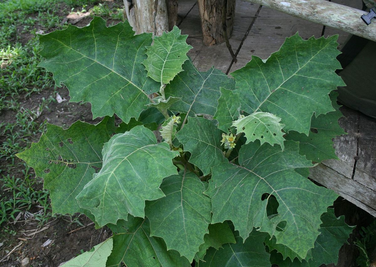 Solanum Sessiliflorum Tree Growing in Garden, Healthy Tree with Fruits
