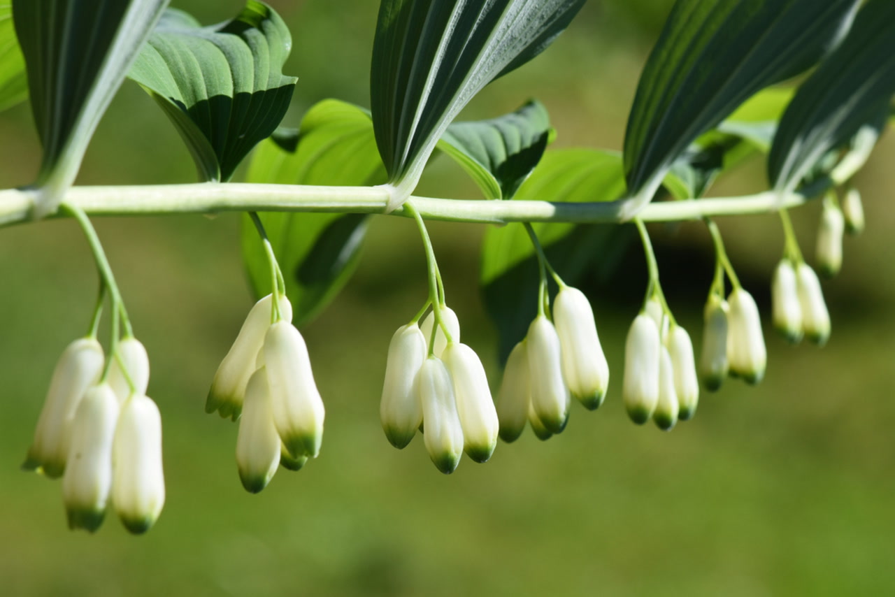 Solomon's Plant seeds for borders and garden beds
