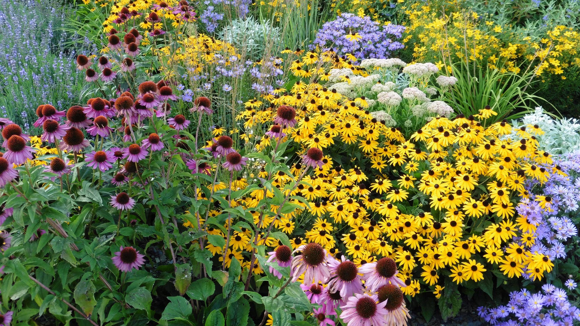 Mixed Color Perennial Flower Seeds for Planting Cut Flower Favorite Heirloom & GMO Free Seeds for Home Garden
 
 Sale