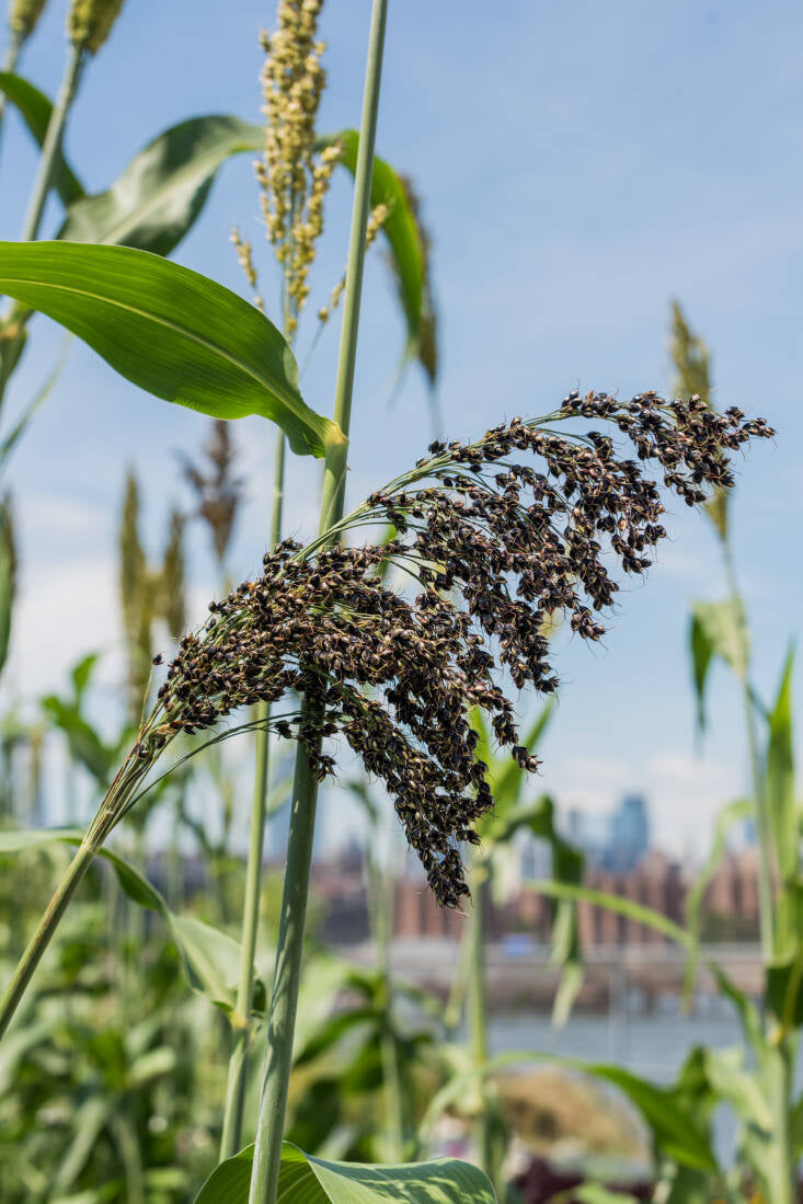 Planting Black Amber Sorghum Seeds  Stunning Addition to Your Garden