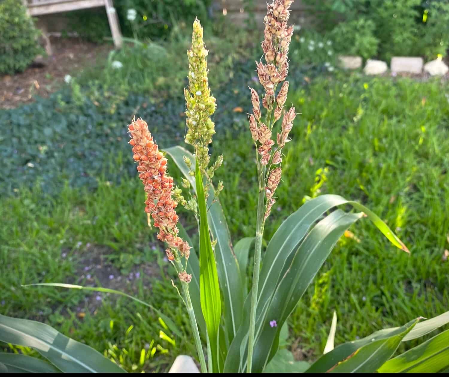 Sorghums Flower seeds for Planting Cottage Garden Essential Heirloom & GMO Free Seeds for Home Garden