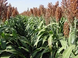 Planting White Sorghum  Seed for Thriving Growth in Your Garden