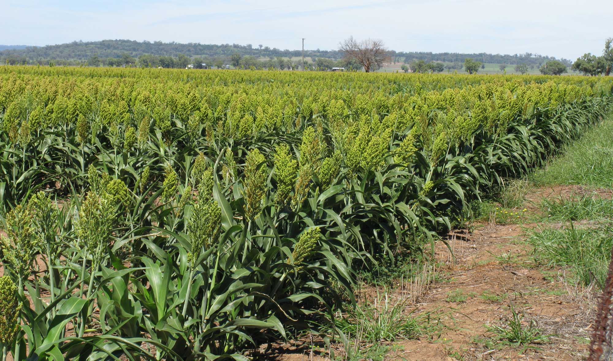 Non-GMO Sorgo seeds for planting in home gardens