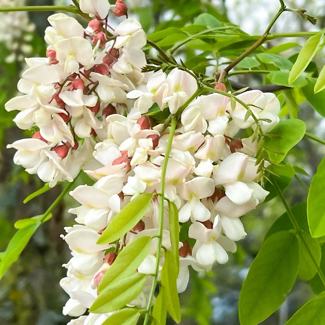 Light Green Acacia Flower Seeds for Planting Drought Tolerant Heirloom & GMO Free Seeds for Home Garden
 
 Sale
