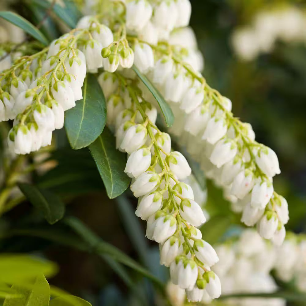 Pieris Japonica Flower seeds for Planting - Shade Tolerant, Heirloom & GMO Free Seeds for Home Garden