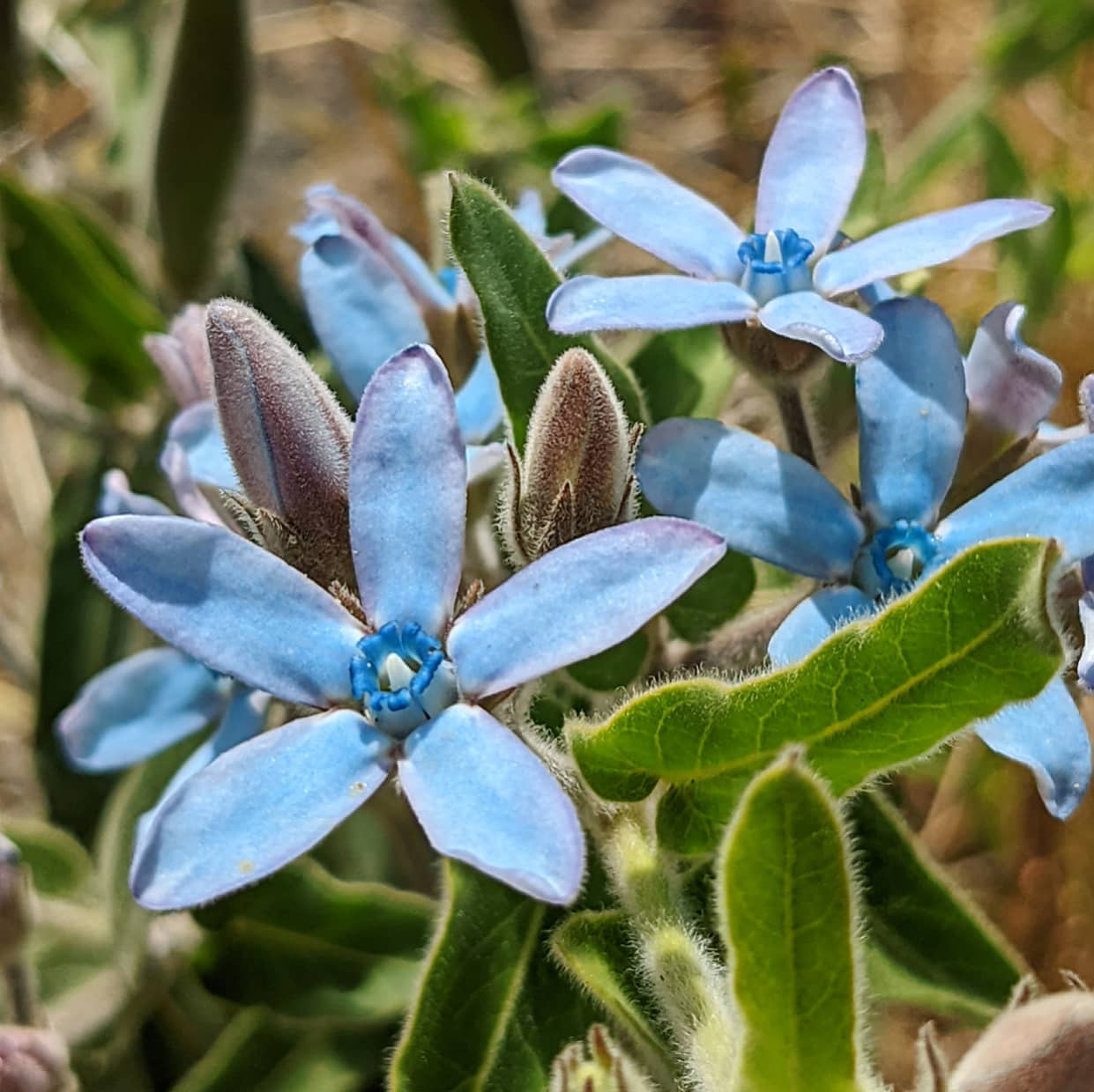 Rare Tweedia Flower seeds for Planting - Drought Tolerant, Heirloom & GMO Free Seeds for Home Garden