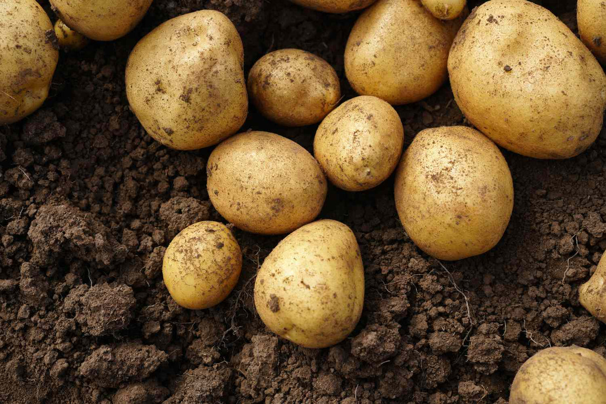 Brown Potato Vegetable Seeds for Easy Planting for Planting, Premium Seeds | Heirloom Non-GMO - Evergrowseeds