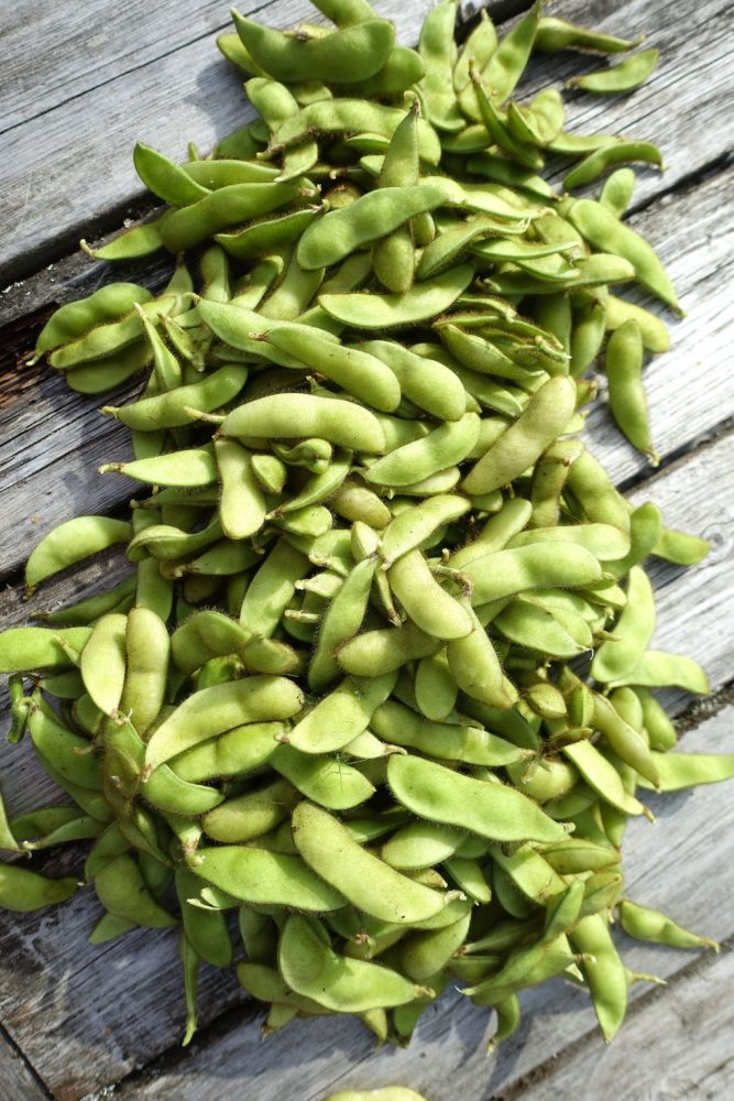Soybean plants growing in vegetable patch