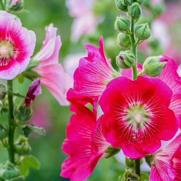 Pale Pink Hollyhock Flower seeds for Planting - Long Bloom Season, Heirloom & GMO Free Seeds for Home Garden