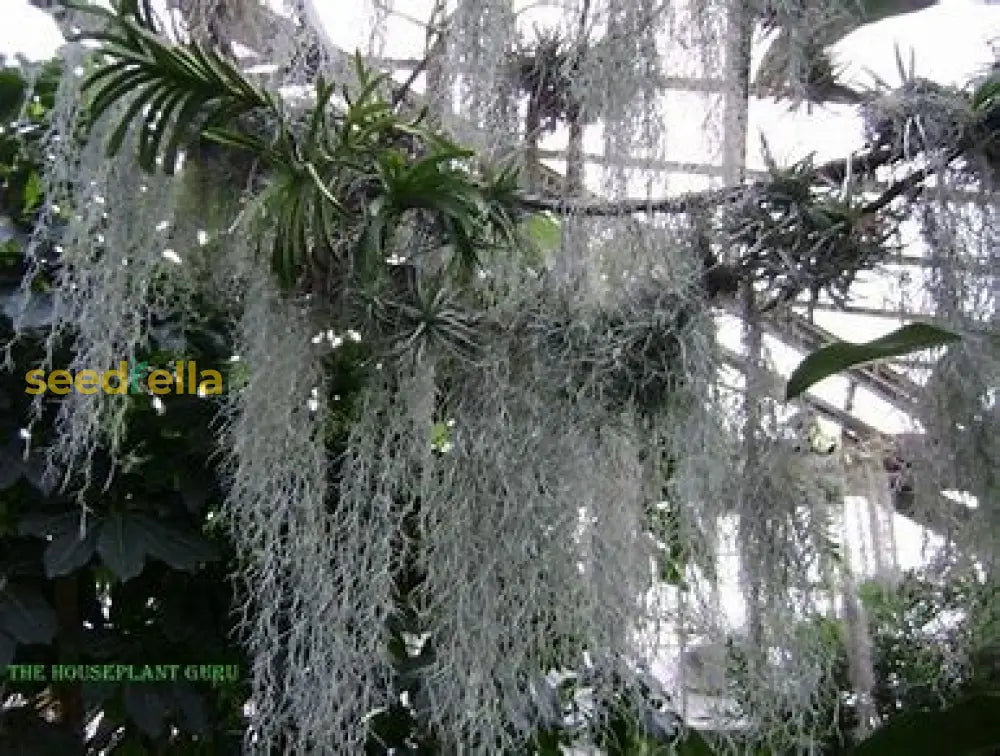 Spanish Moss Seeds For Planting