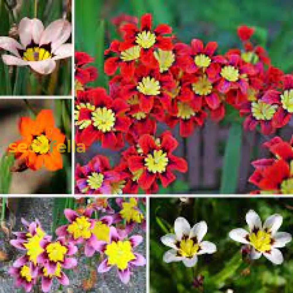 Sparaxis Mix Seeds For Planting  Colorful Garden Flowers Flower