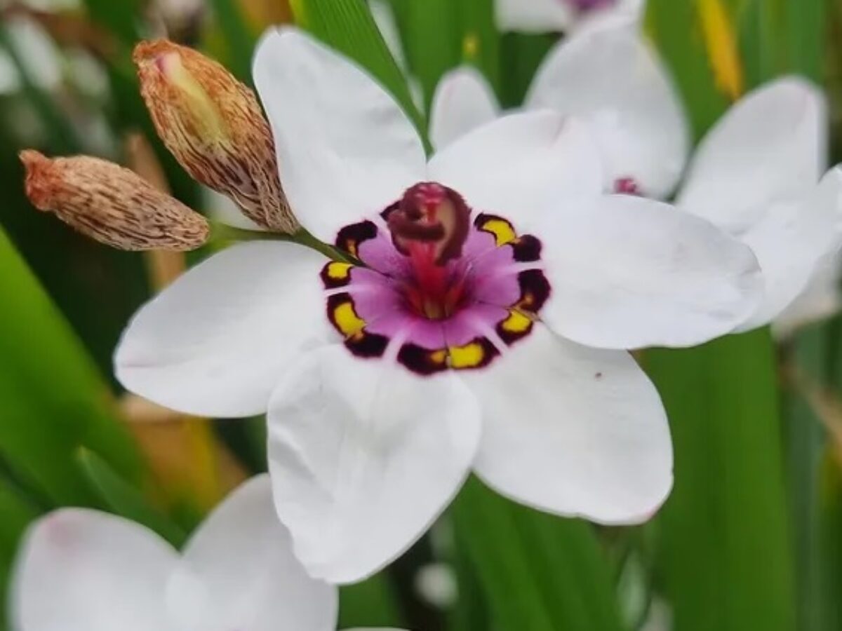 White Sparaxis Tricolor Flower seeds for Planting - Low Maintenance, Heirloom & GMO Free Seeds for Home Garden