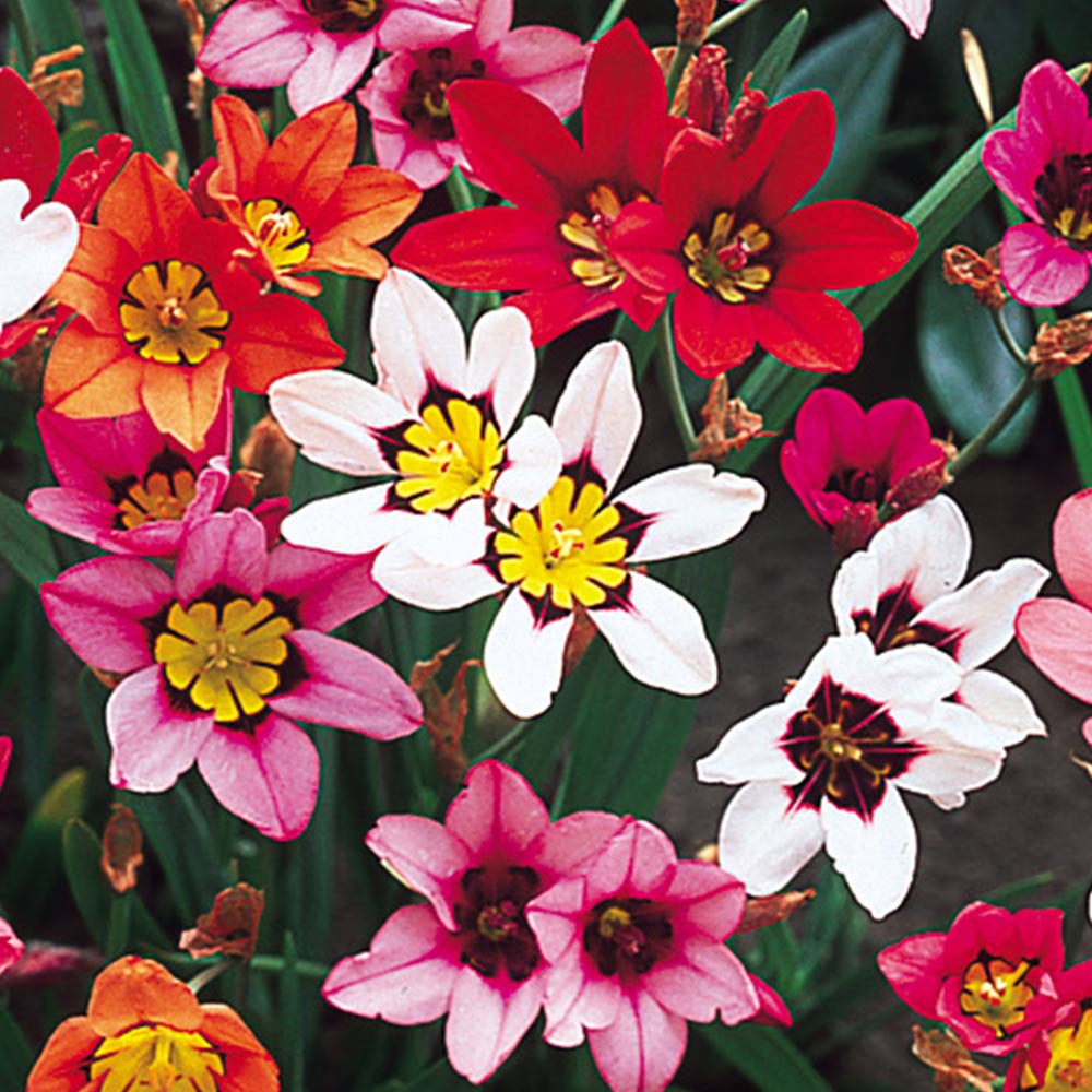 Blue Red Sparaxis Flower seeds for Planting - Premium Quality, Heirloom & GMO Free Seeds for Home Garden
