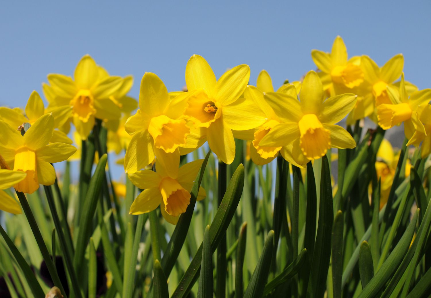 Spartium Yellow Bloom Seeds for Planting