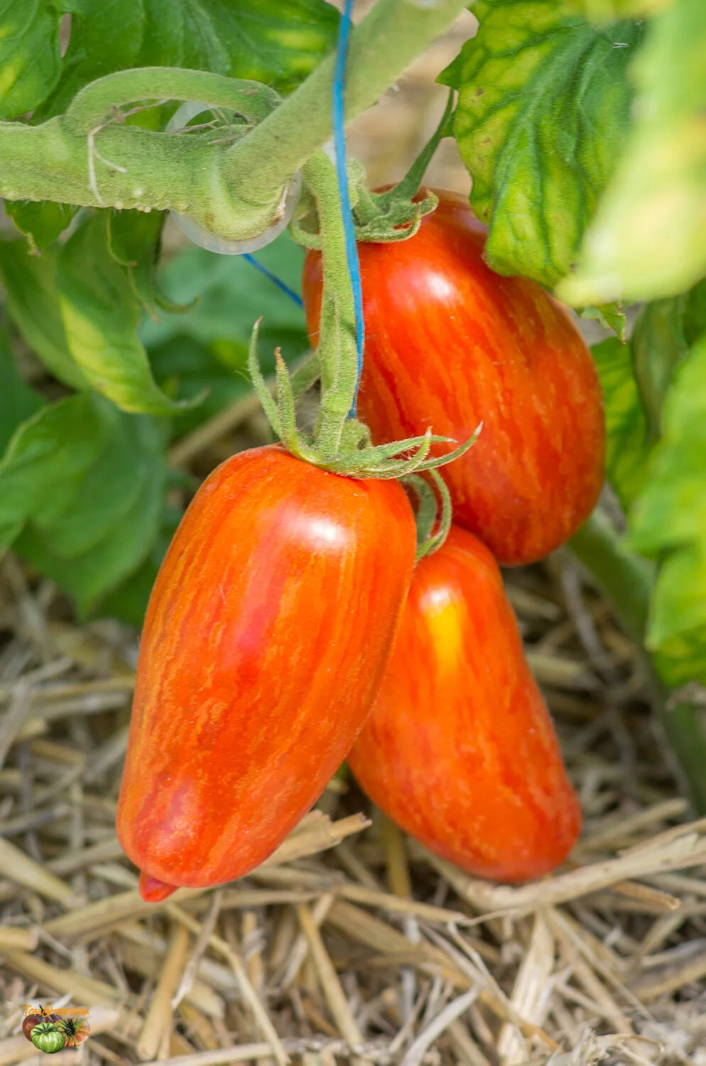 Red Speckle Tomato Seeds for Vegetable Planting