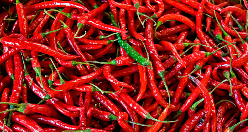 Spicy red pepper plants growing in full sunlight