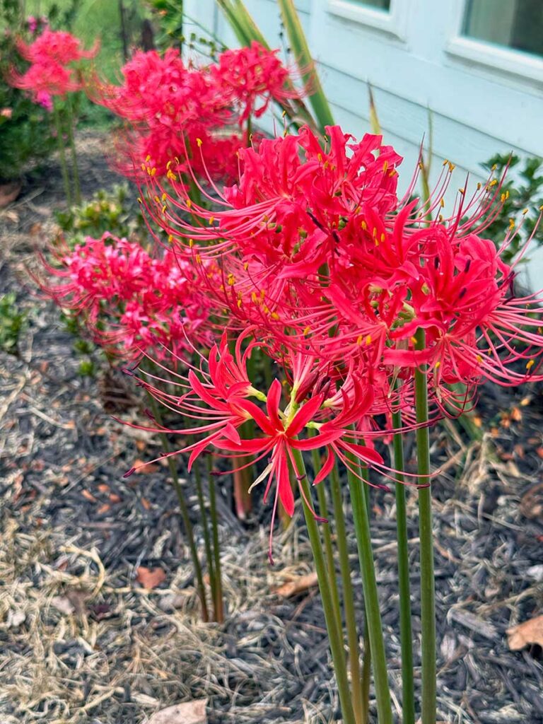 Lycoris Flower seeds for Planting - Hardy Variety, Heirloom & GMO Free Seeds for Home Garden