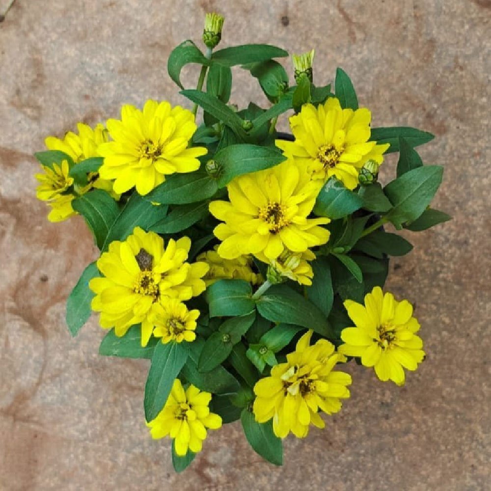 Yellow Profusion Flower seeds for Planting - Shade Tolerant, Heirloom & GMO Free Seeds for Home Garden