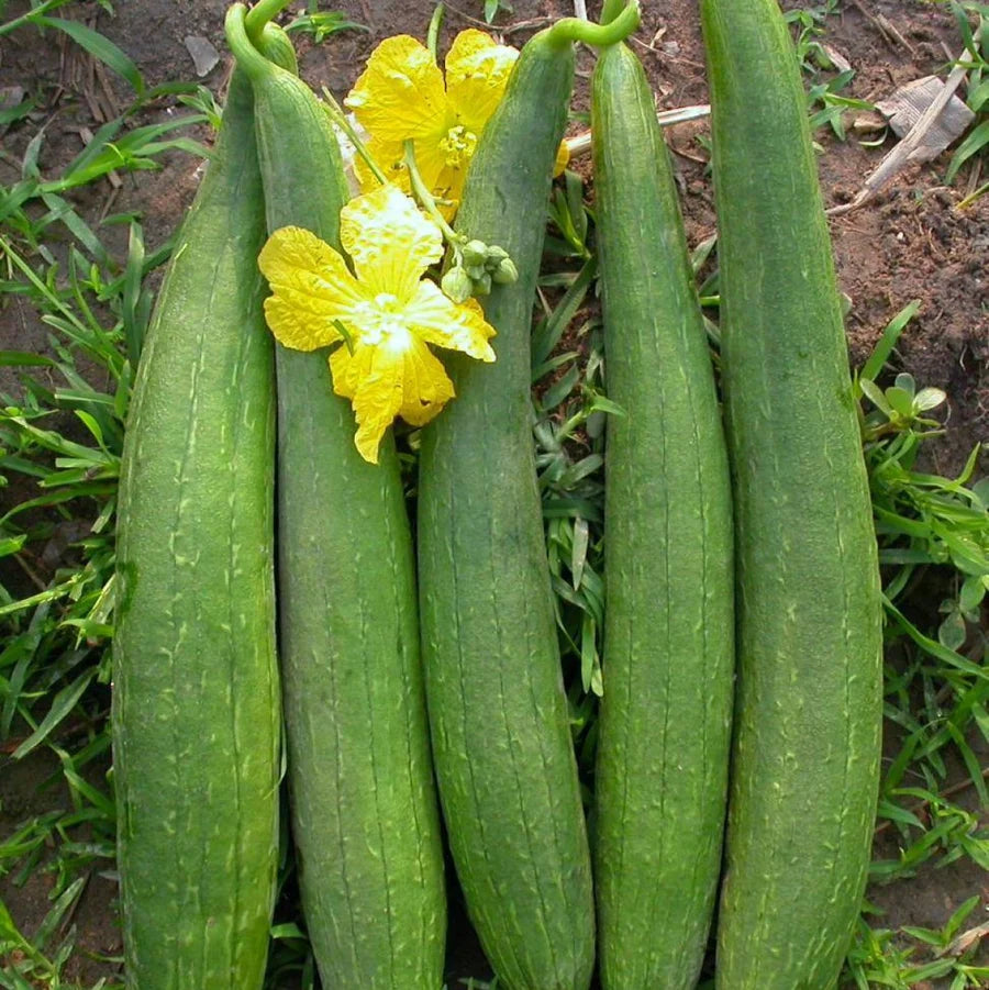 Green Sponge Gourd Vegetable Seeds for Planting