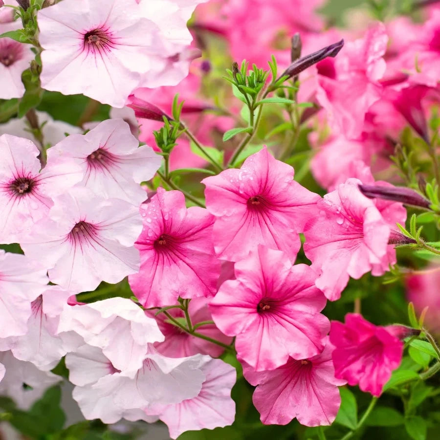 Buy Supertunia Petunia Seeds Online – Non-GMO Flowering Variety