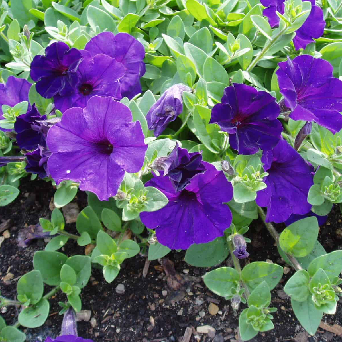 Buy Wave Petunia Seeds Online – Spreading Petunia Variety for Gardens